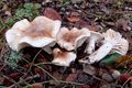 Hygrophorus arbustivus
